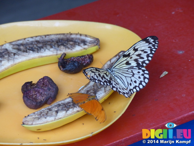 FZ007385 Butterflies on bananas